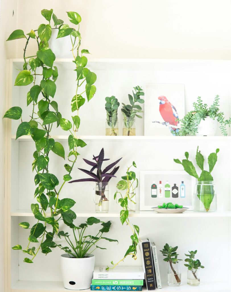 Jardines verticales para mejorar la calidad del aire y embellecer el hogar de forma ecológica